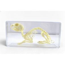 Скелети хордових. Скелет кроля (натуральний)