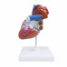 Модель Серце людини (велике) з анатомічними деталями