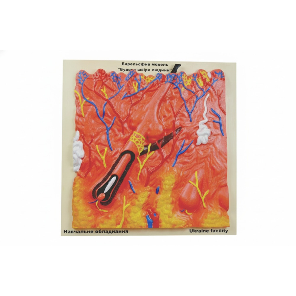 Будова шкіри людини 40x40 см