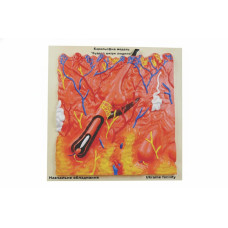Будова шкіри людини 40x40 см