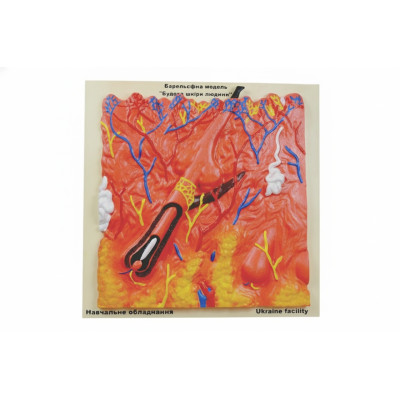 Будова шкіри людини 40x40 см