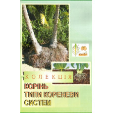 Гербарій. Колекція Рослини з різними типами кореневих систем