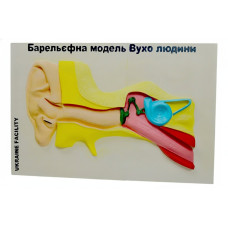 Барельєфна модель Будова вуха людини 60х40 см