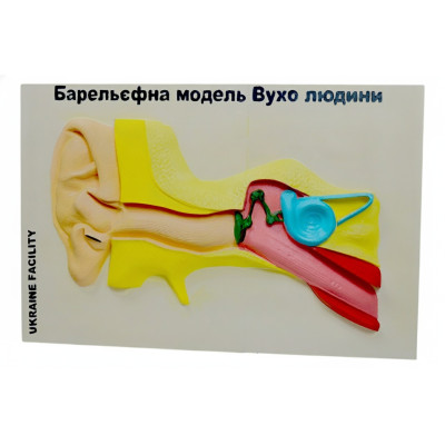 Барельєфна модель Будова вуха людини 60х40 см