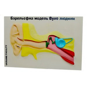 Барельєфна модель Будова вуха людини 60х40 см